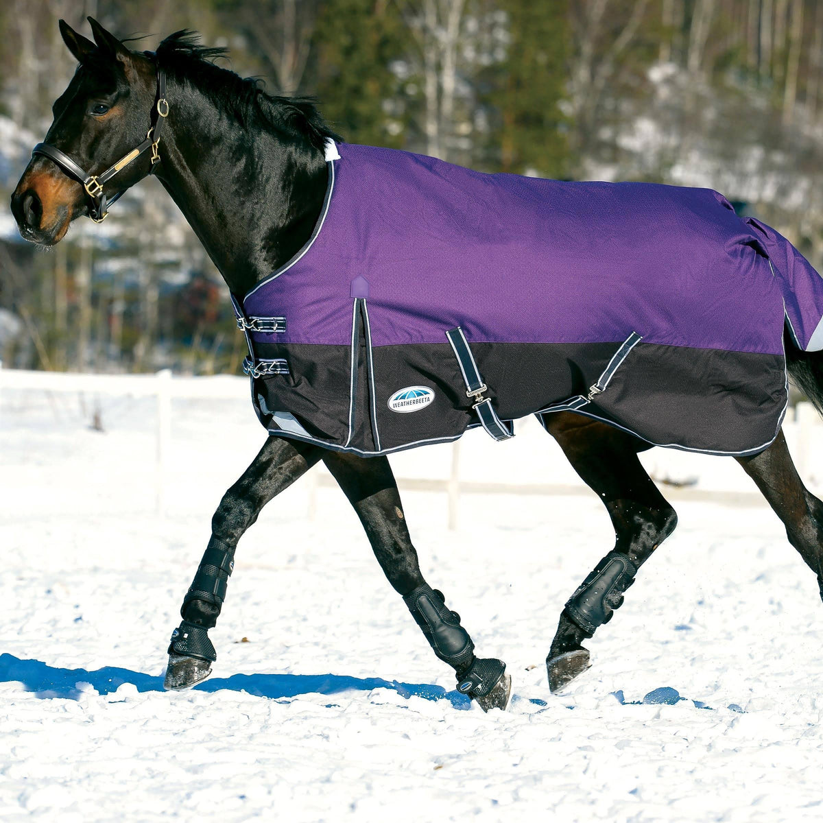 Purple/Black Medium Standard Neck ComFiTec Plus Dynamic H257242